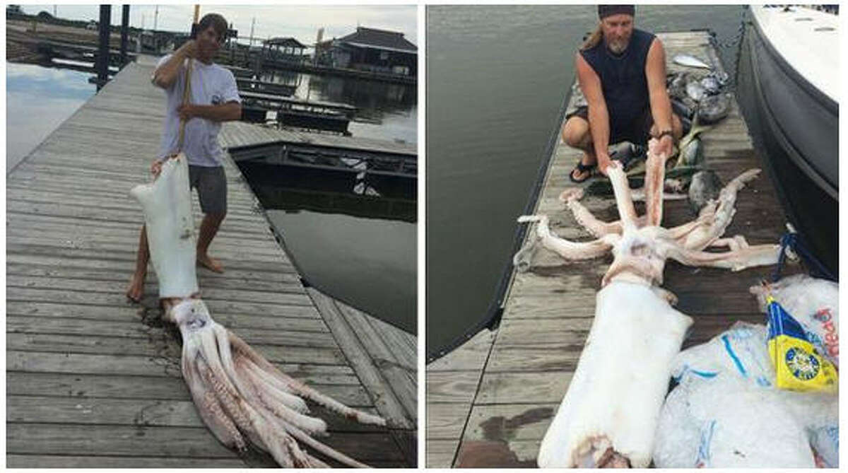 The 200 pound monster was found dead floating in water 100 miles off Matagorda, according to KTRK.This is only the third time anyone has encountered a giant squid in the Gulf of Mexico.
