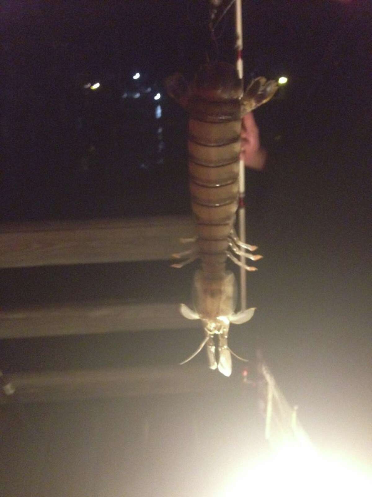 The 18 inch shrimp is thought to be a mantis shrimp actually a type of cruscean with a powerful tail and predatory claw.