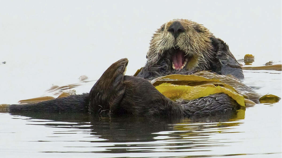 Watch This Video Adorable Orphaned Sea Otter Pup Gets His Fur Fluffed