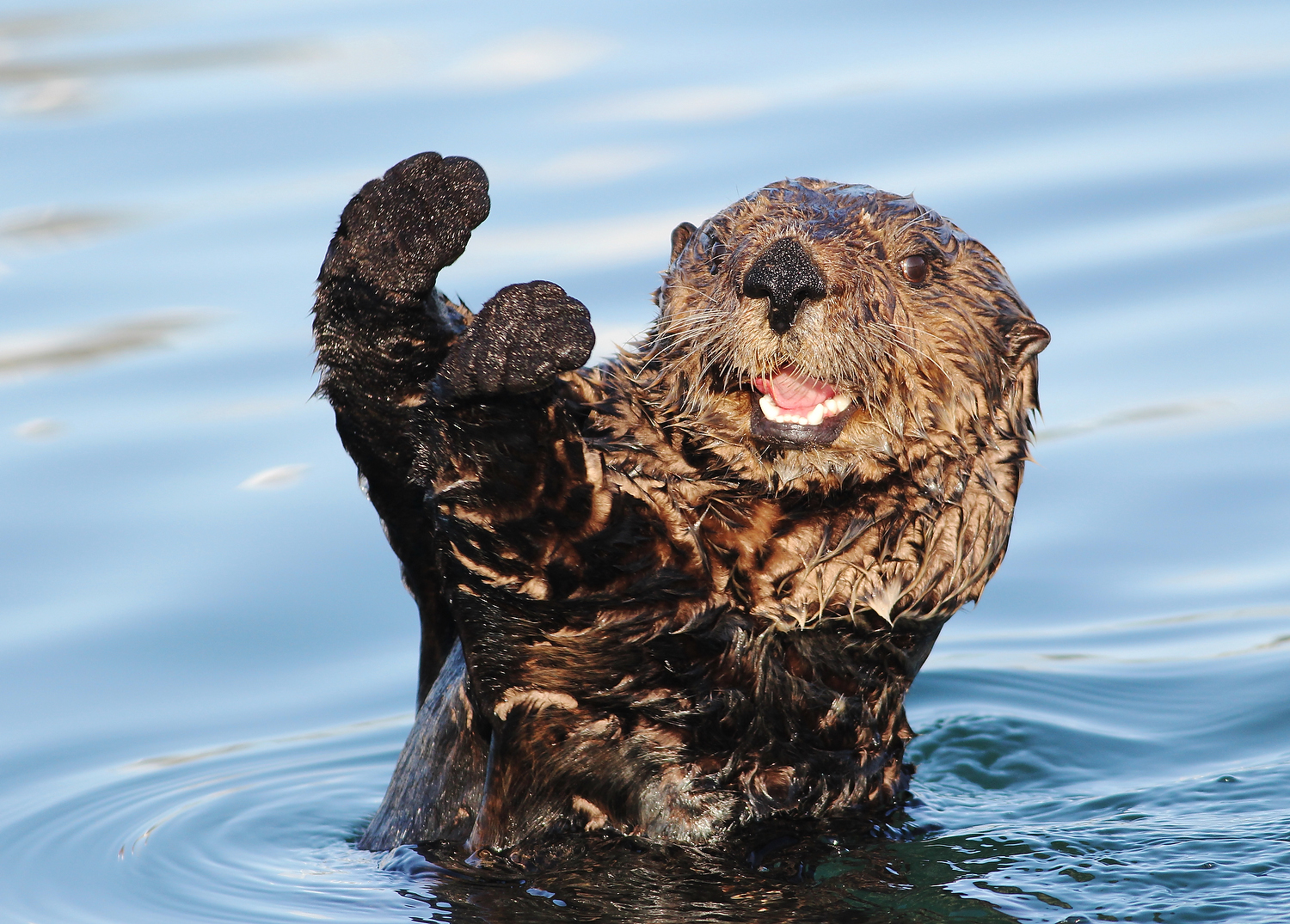 Watch this video! Adorable orphaned sea otter pup gets his fur fluffed