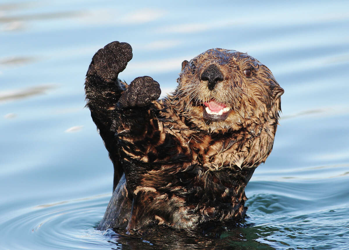 Let\'s celebrate Sea Otter Awareness Week