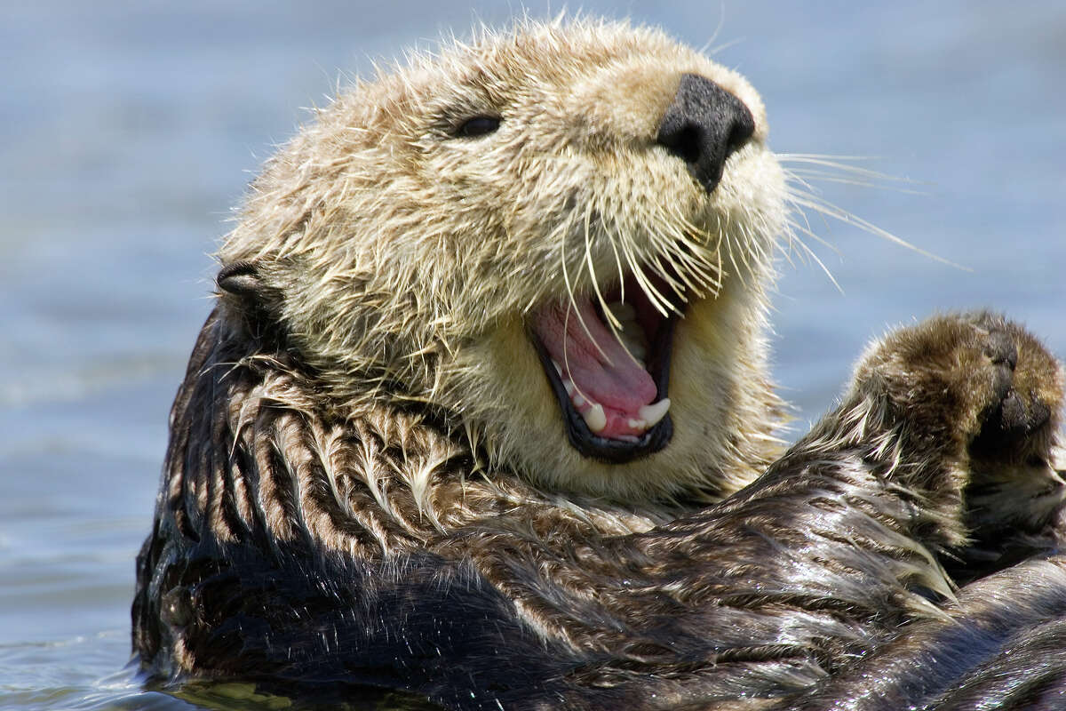 Watch this video! Adorable orphaned sea otter pup gets his fur fluffed