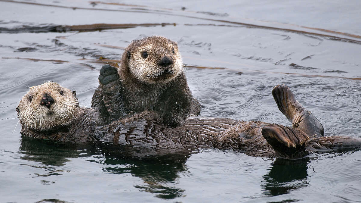 Watch this video! Adorable orphaned sea otter pup gets his fur fluffed