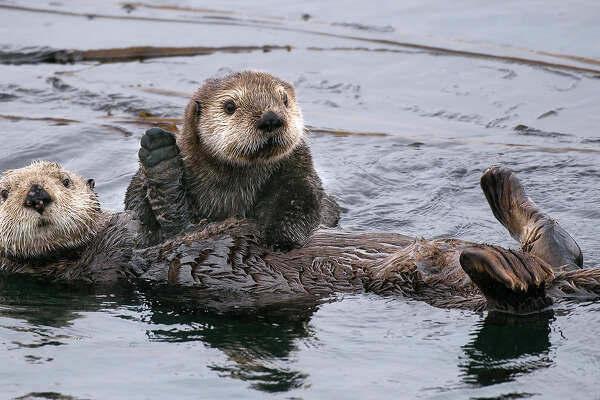 Watch this video! Adorable orphaned sea otter pup gets his fur fluffed ...