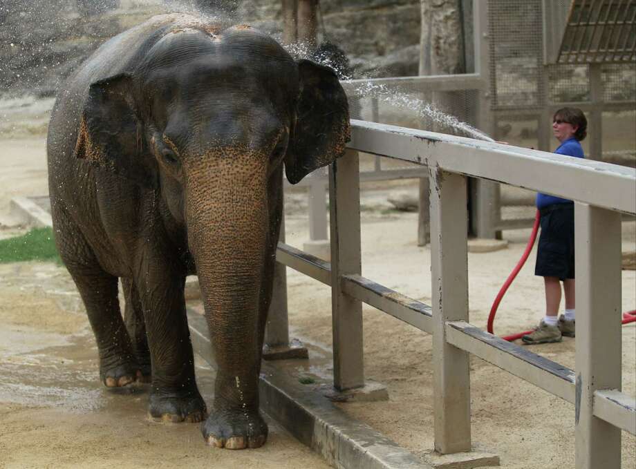 Lucky the elephant Alone and unlucky San Antonio ExpressNews
