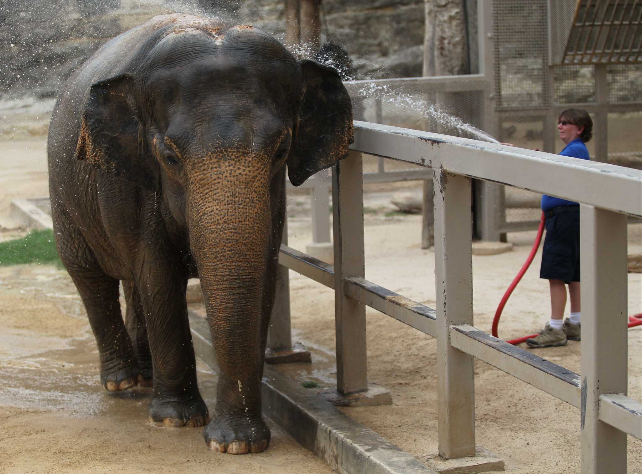 Lucky the elephant Alone and unlucky San Antonio ExpressNews