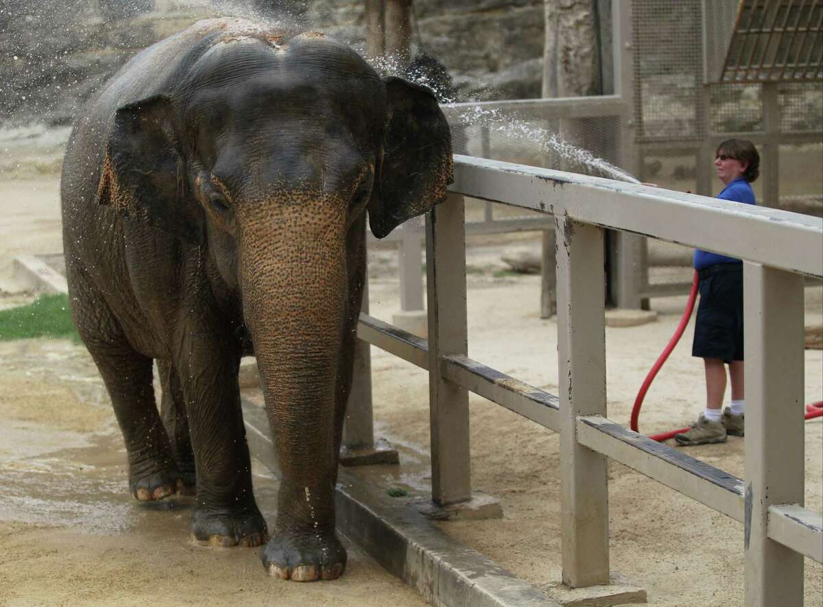 A zookeeper sprays water on Lucky, the only elephant at the San Antonio Zoo. Activists want companions for Lucky.