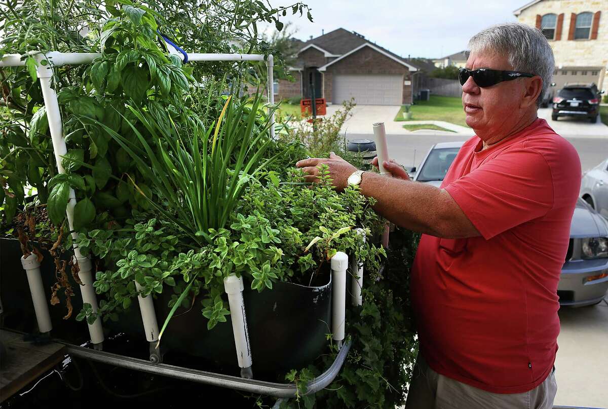 Leslie Adams tends to one of his aquaponic gardens at his home in New Braunfels. Catfish grow in a tanks below the top layer of plants. Monday September 8, 2014