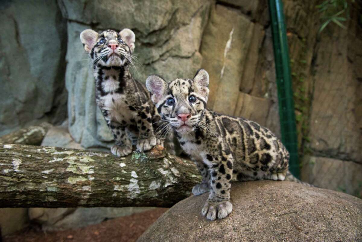 Clouded leopards Koshi and Senja debuted Thursday at the Houston Zoo.