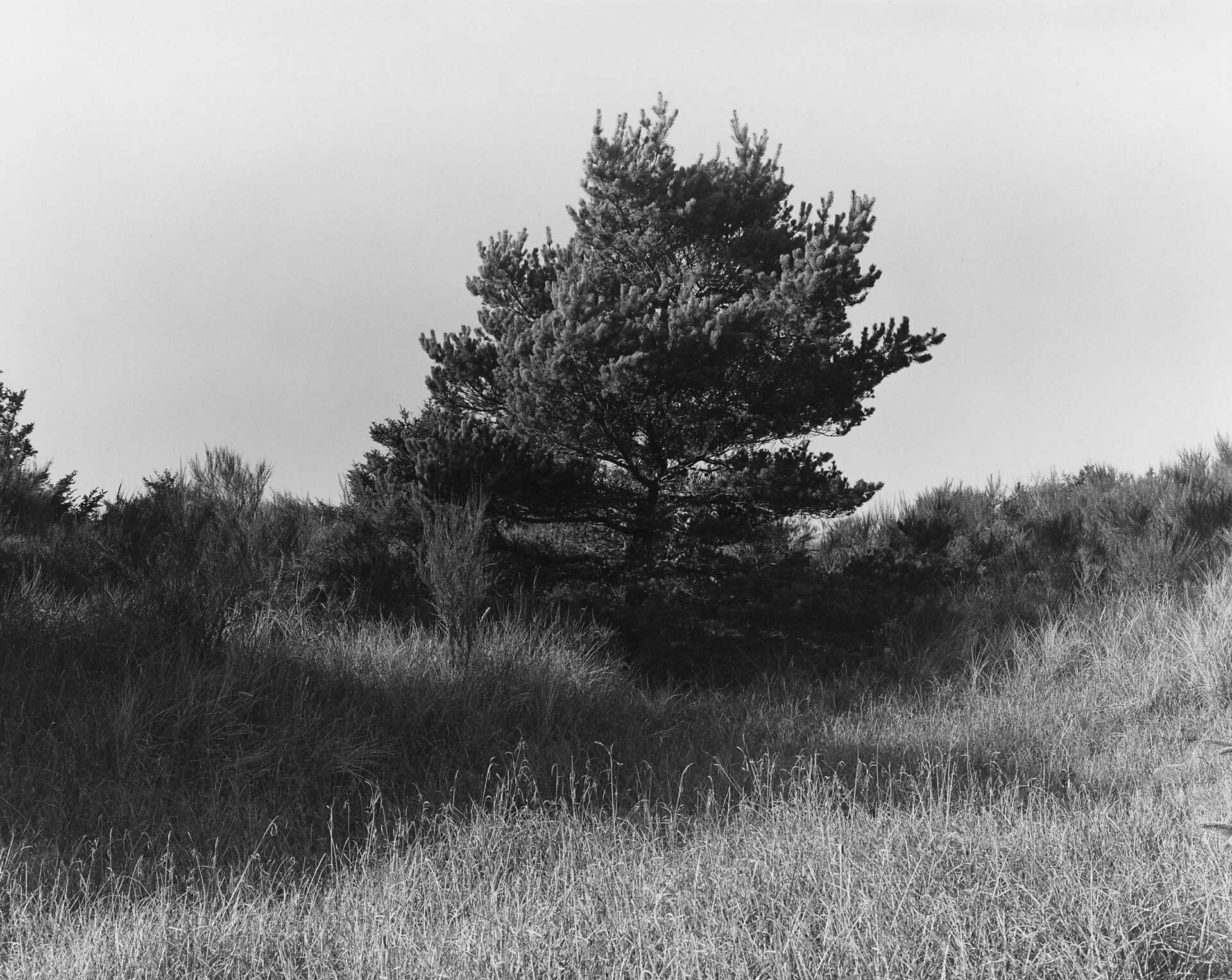 Robert Adams' healing images of 'A Road Through Shore Pine'