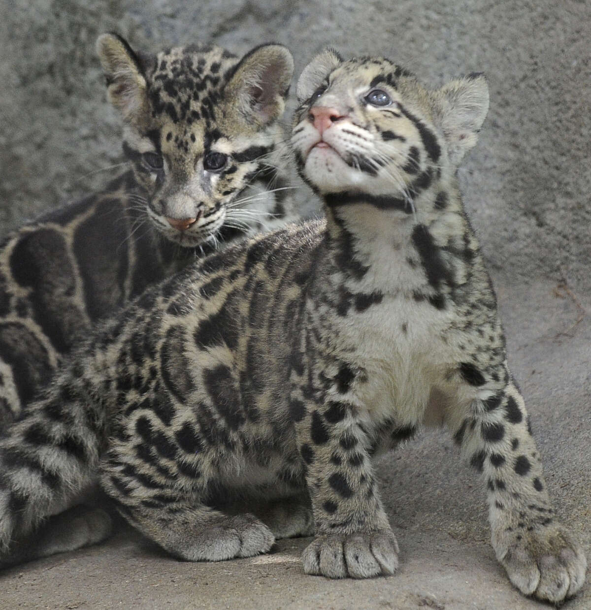Senja (left) and Koshi explore their new habitat during their debut at the Houston Zoo. The brothers were born at the zoo June 6. Some of the increased revenue they help generate in ticket sales go toward conservation efforts, but some say that doesn't justify keeping animals in captivity.