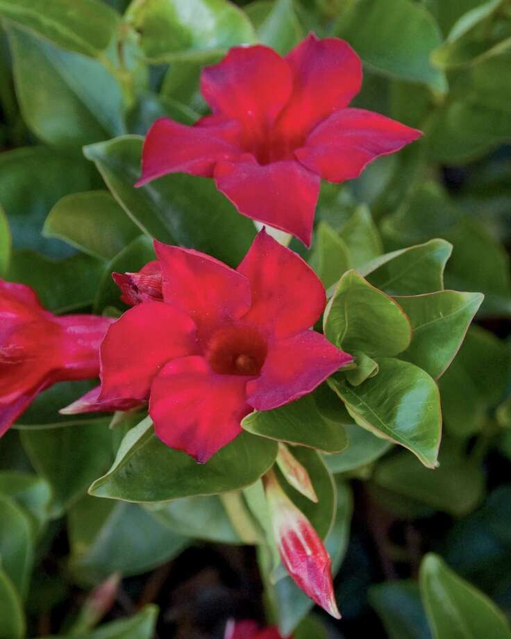 These plants can take the heat Houston Chronicle