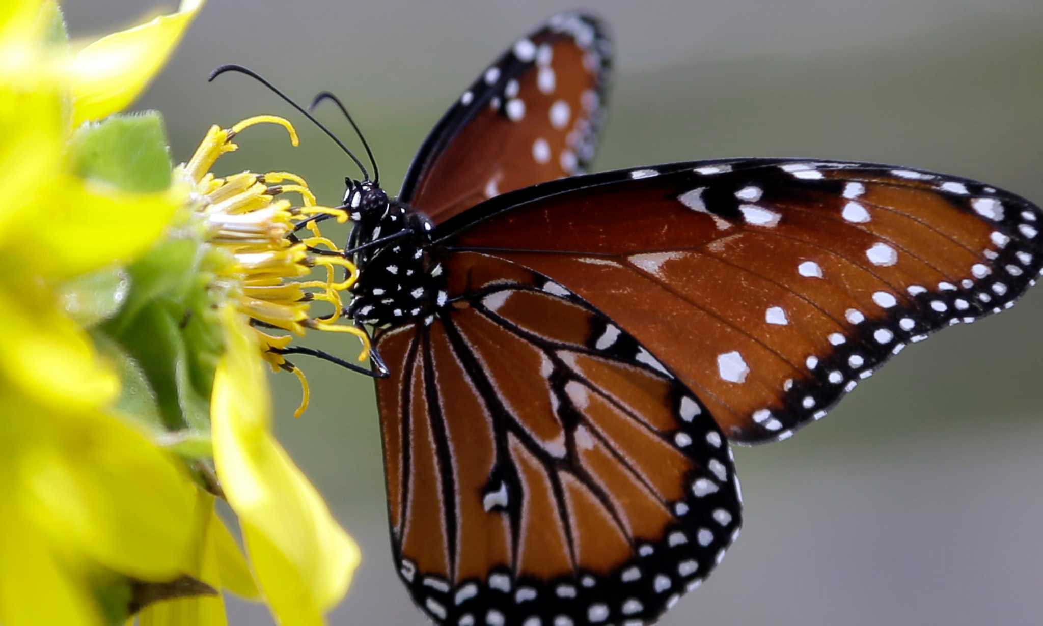 New children's area at wildflower center doubles garden space