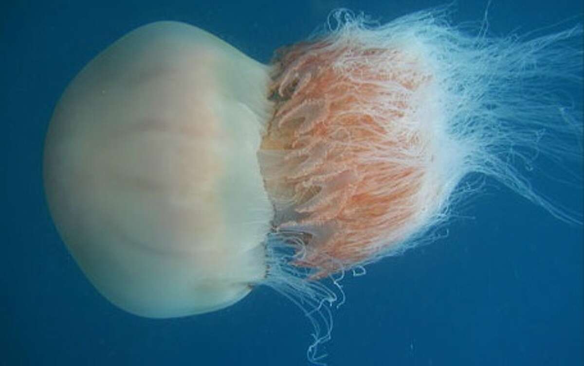 Each Nomurai jellyfish weighs up to 450 pounds and sports a bell up to seven feet in diameter.  Nomurai have recently increased in the Sea of Japan.