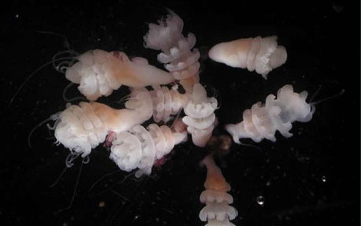 Thick jellyfish swarming Texas Gulf Coast