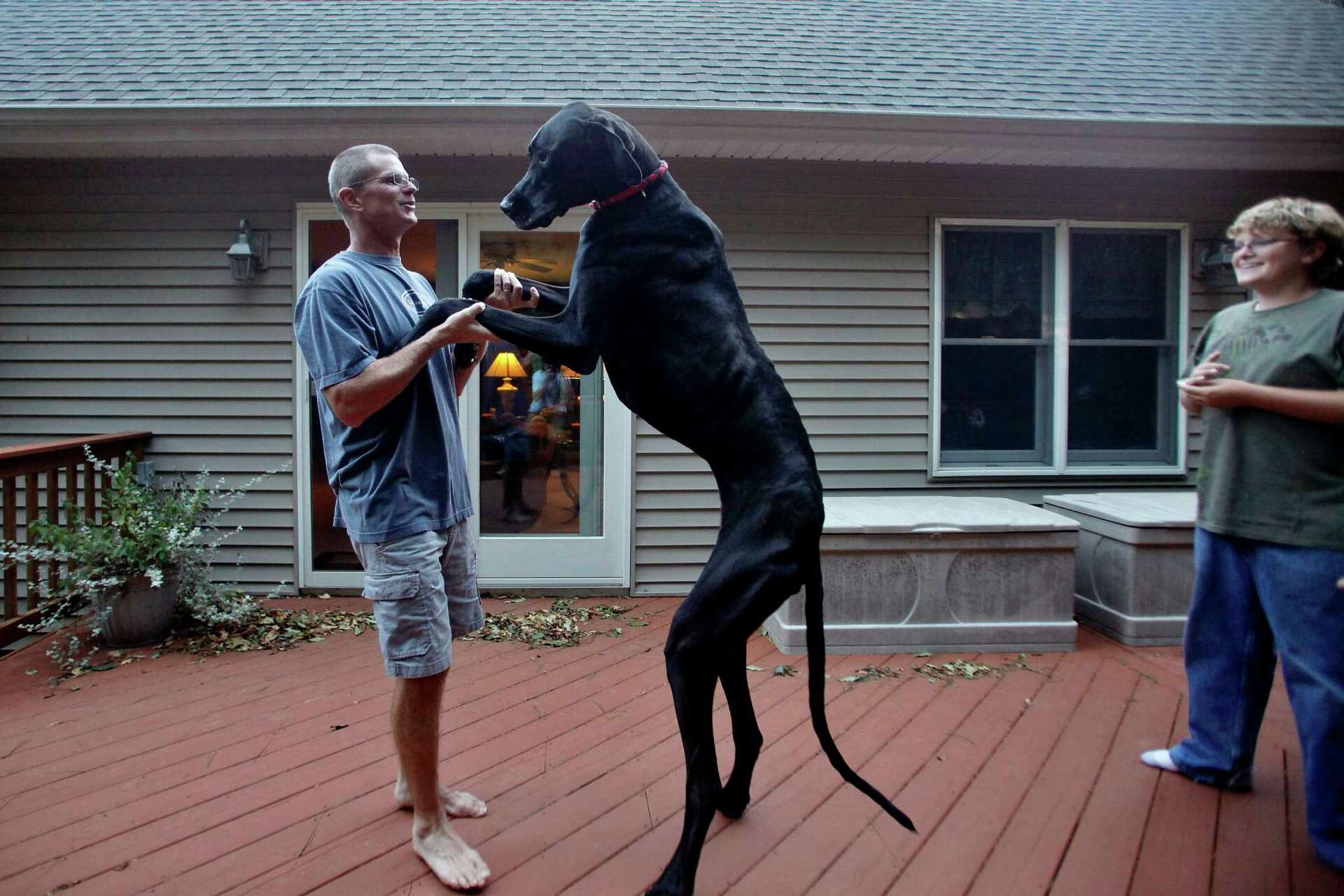World's tallest dog dies at age 5