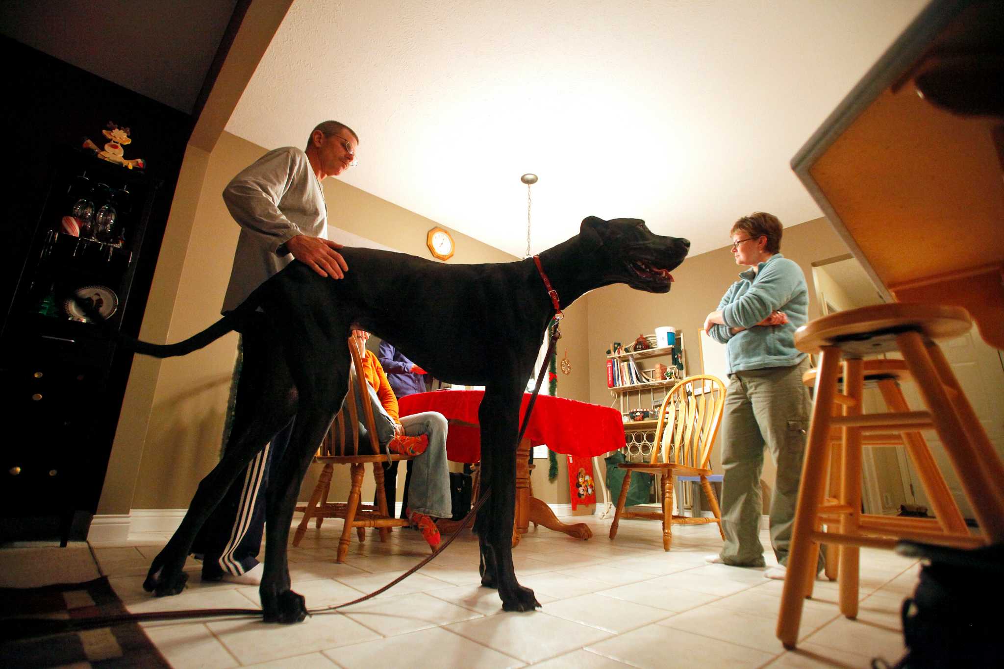 World's tallest dog dies at age 5, image size:2048x1365