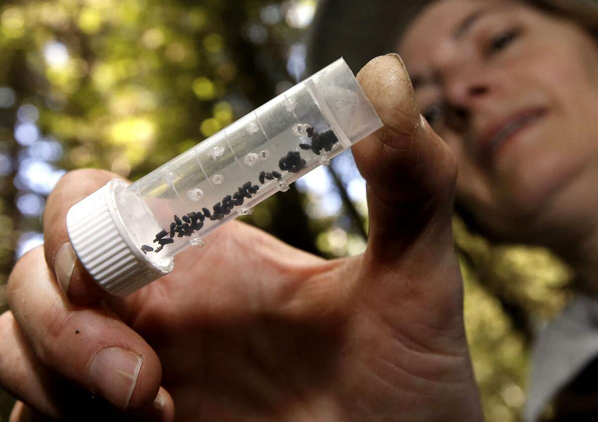 Debbie Woollett, with the Working Dogs for Conservation Foundation, displays a vial of scat from a white-footed vole, which is used in tracking the animal using their trained search dogs, near Eureka, Calif., on Thursday Sept. 11, 2014. Local researchers are using sniffer dogs to search for the elusive white-footed vole in coast redwoods. The white-footed vole, which is endemic to Pacific coastal forests, is one of the rarest and least understood mammals in North America.