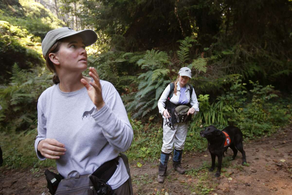 Dog handlers Aimee Hurt, (left) and Debbie Woollett, with the Working Dogs for Conservation Foundation begin their search of the forest with "Wicket" near Eureka, Calif., on Thursday Sept. 11, 2014. Local researchers are using sniffer dogs to search for the elusive white-footed vole in coast redwoods. The white-footed vole, which is endemic to Pacific coastal forests, is one of the rarest and least understood mammals in North America.