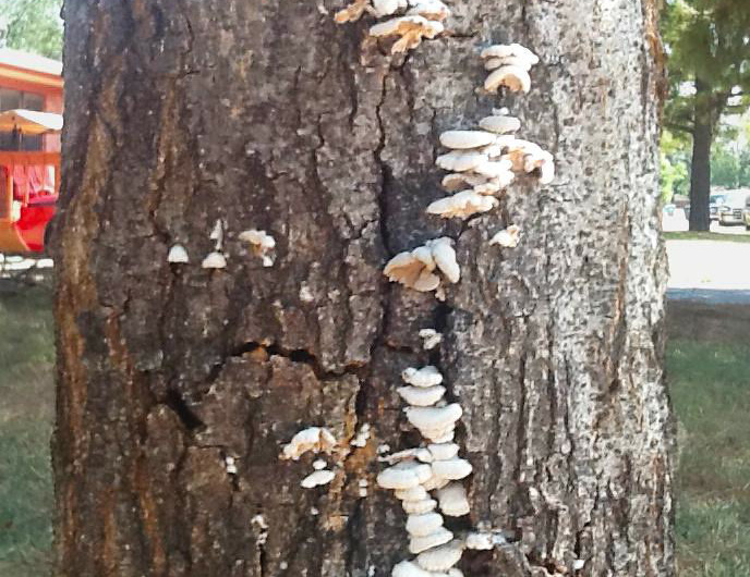 Bracket fungus on oaks sign of bigger problem San Antonio ExpressNews