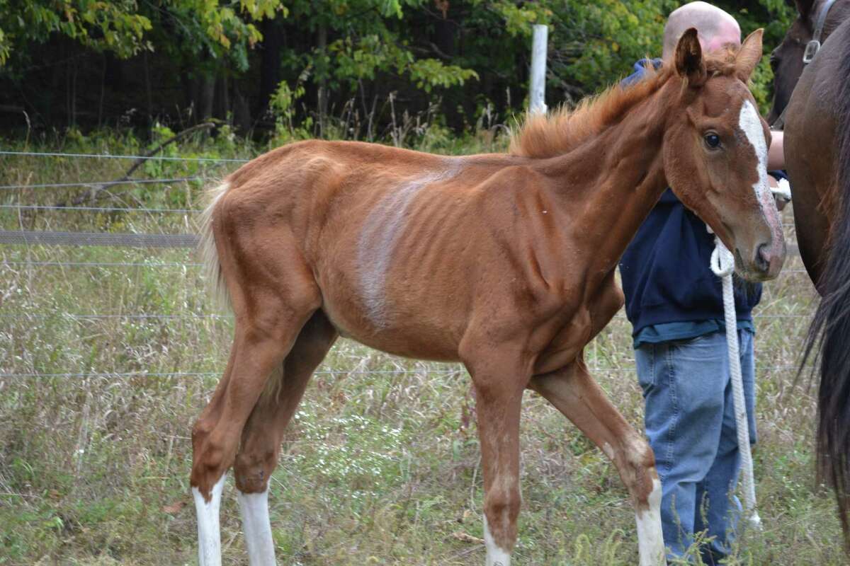 Emaciated Colt Seized By Police Dies