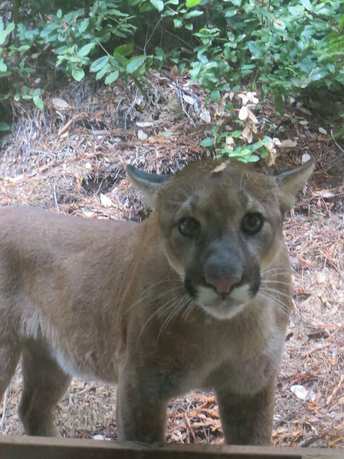 While at a desk at her home in Gualala in Mendocino County, Cece Case heard a noise, turned and found this mountain lion staring at her through the window. Cece believes the lion may have hunting her house cats. File photo taken on Sept. 12, 2014.  