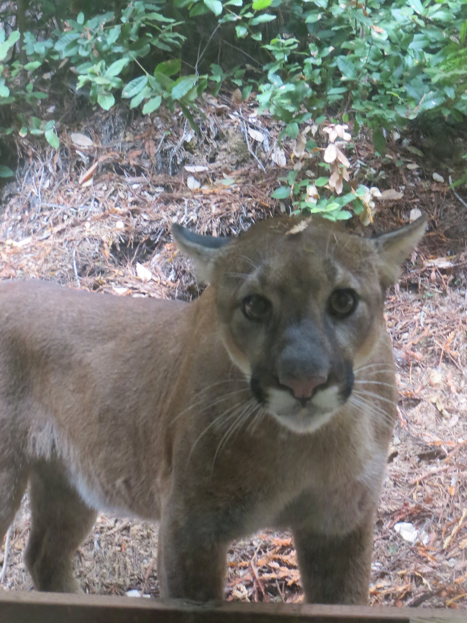 Mountain lion season ends after four cats are bagged