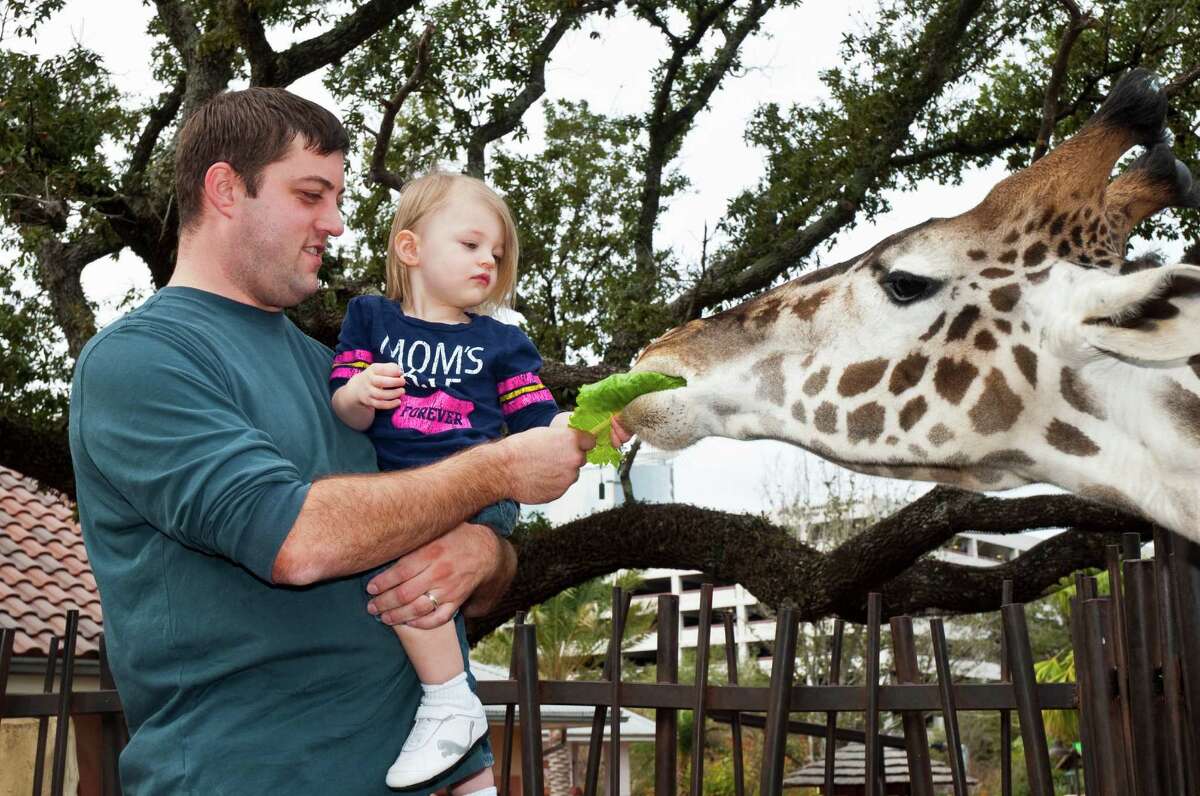 Visitors can feed a giraffe at the zoo.