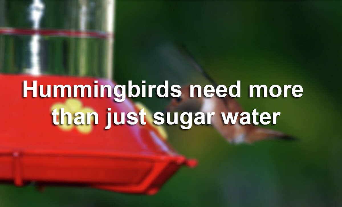 Hummingbirds like sugar water, but they need more