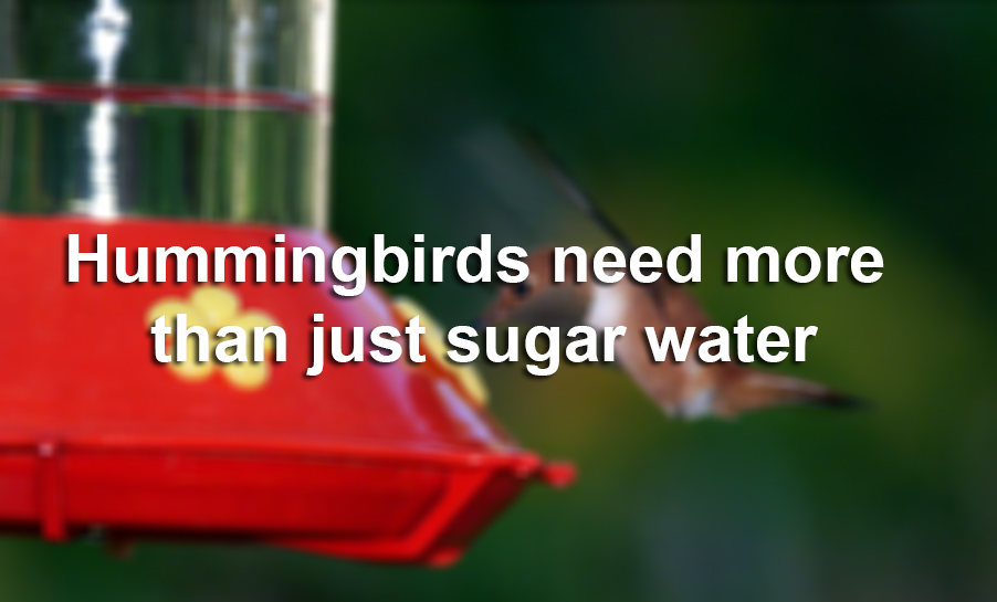 Hummingbirds like sugar water, but they need more