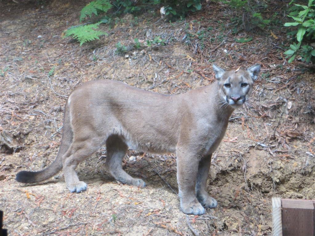 Mountain lion sighting reported in residential El Cerrito