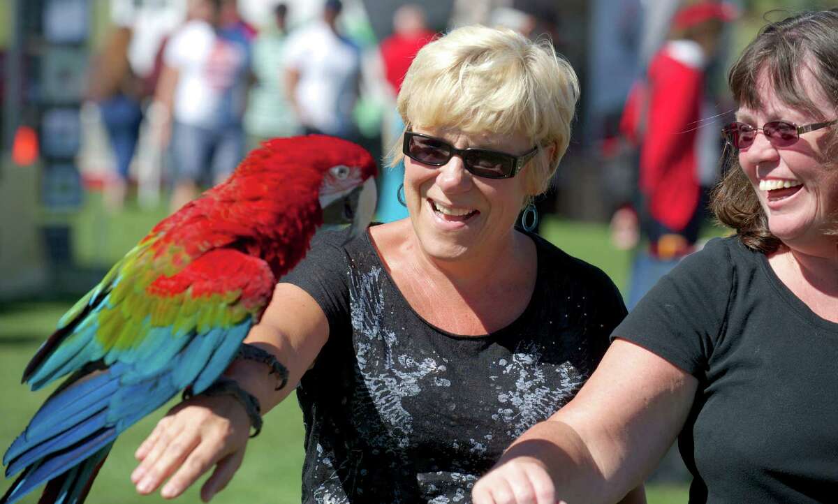 Heiu Morgan, 58, and Mary Clark, 52, both from Newtown, try to pass Monte, a red parrot, to each other during the Newtown Arts Festival 2014, held at the Fairfield Hill Campus, in Newtown, Conn, on Sunday, September 14, 2014. Monte was at the festival with his owner.
