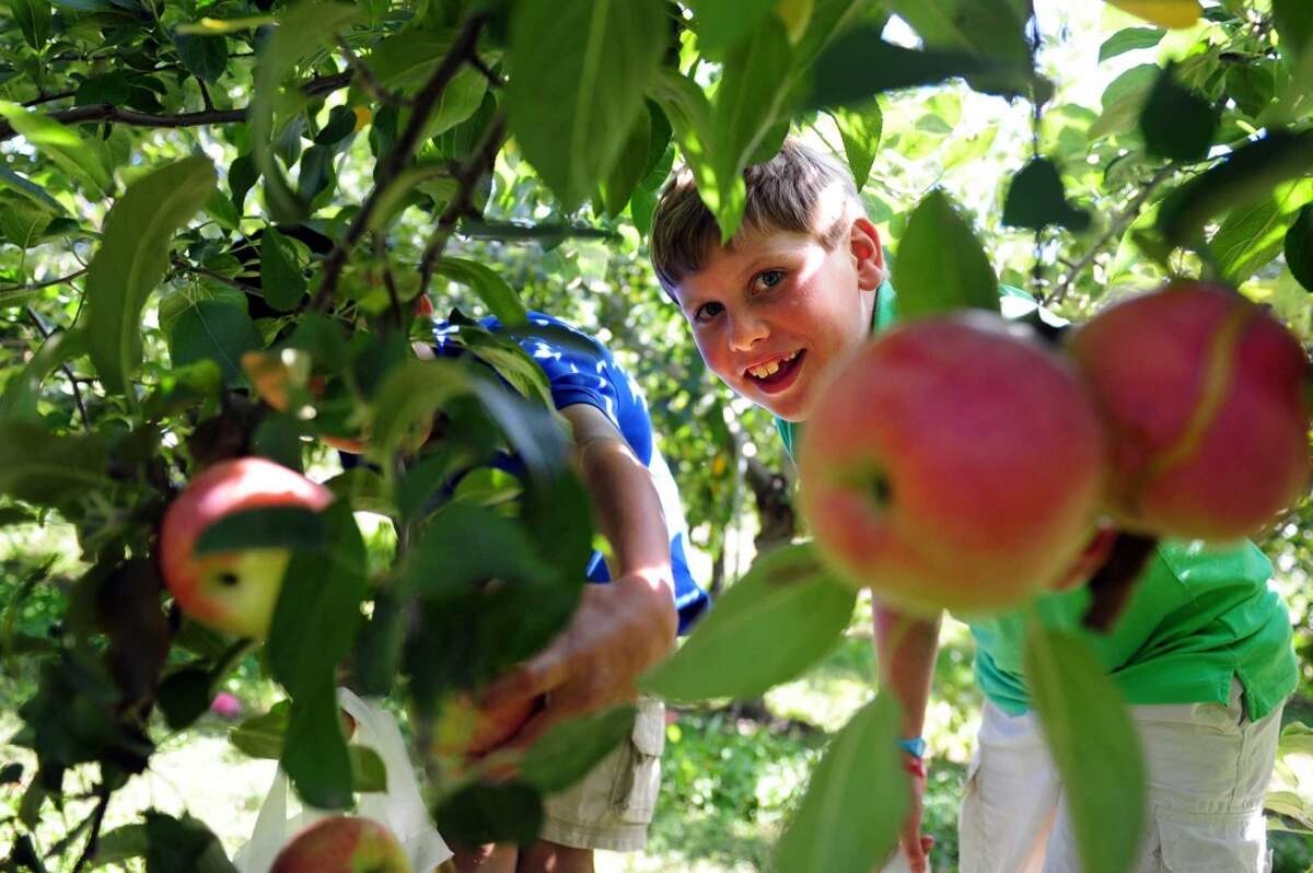 Silverman's Farm - Easton1,500+ public check-ins on Instagram Early apple varieties ready for picking in August Other seasonal products: pies, apple cider doughnuts, other baked goods