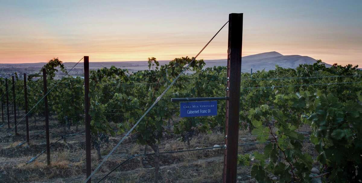 A parcel of Cabernet Franc at Cadence’s Cara Mia Vineyard, planted on Red Mountain in central Washington, an area gaining both attention and prestige.