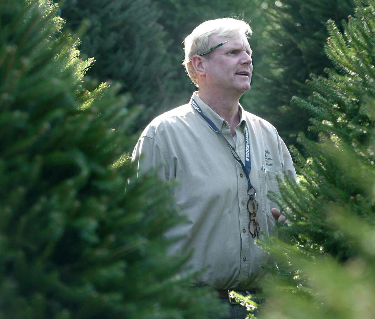 Eugene Reelick, 49, of Bethel, owner of Hollandia Nurseries, in Bethel, Conn, stands among a group of Norway Spruce trees on Hollandia's Old Hawleyville Road property, on Thursday, September 18, 2014.