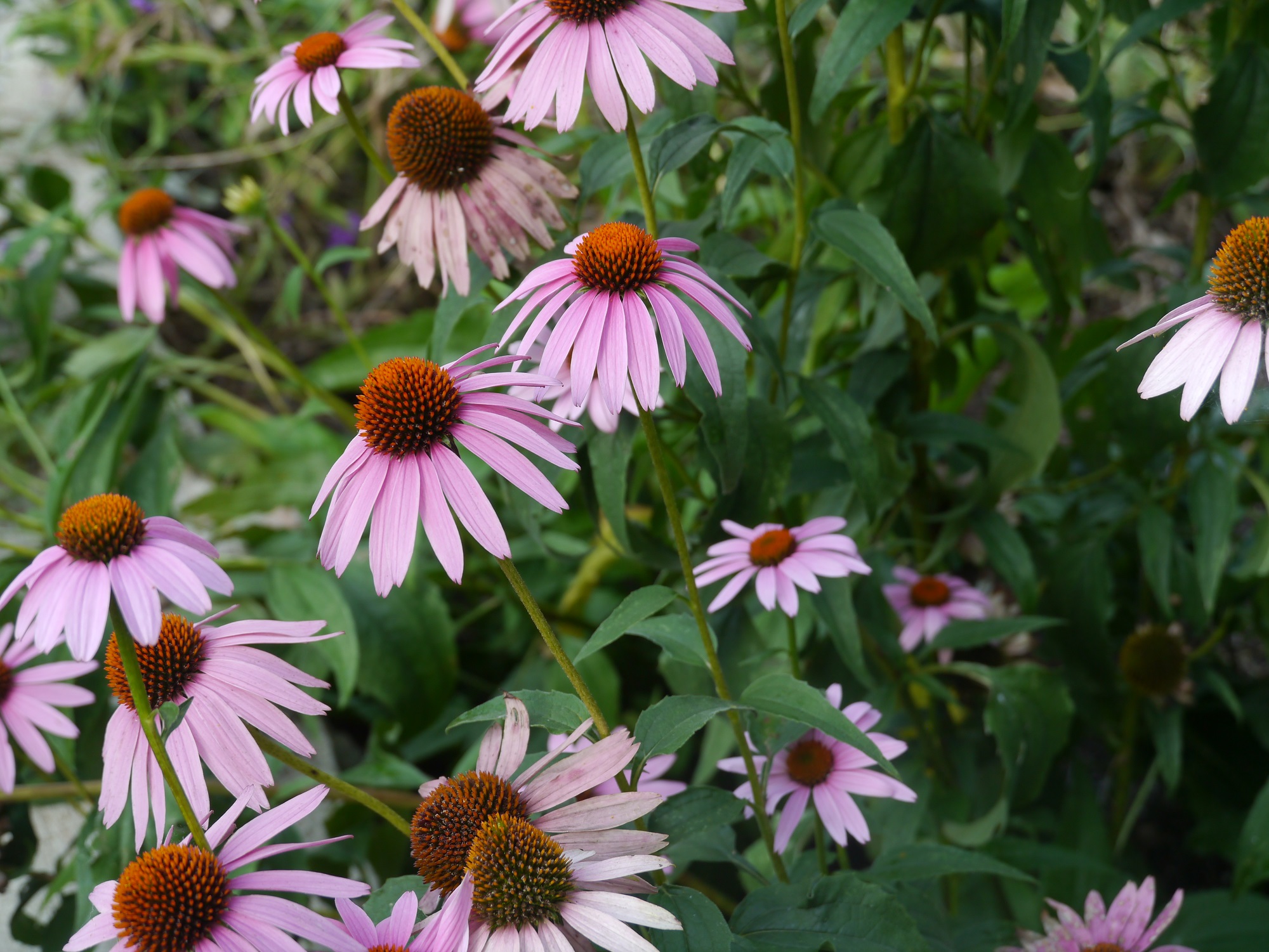 Sow now for spring wildflowers