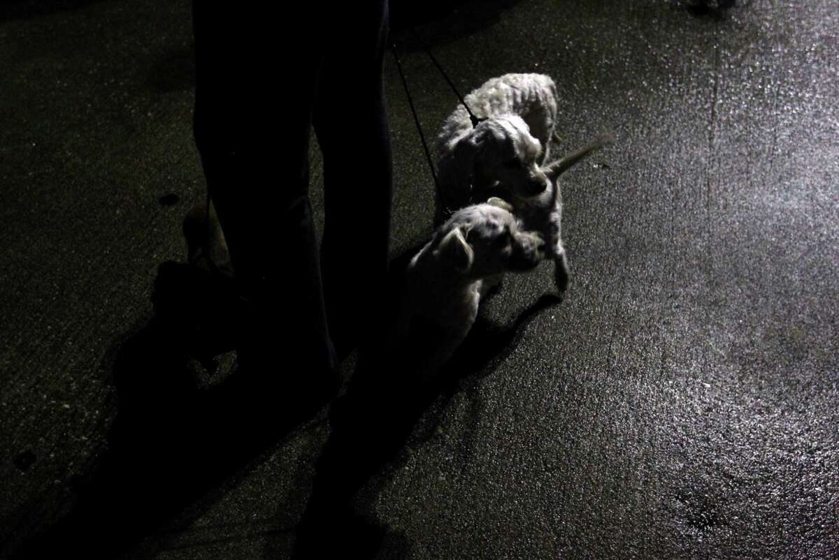 City to start lowcost spayneuter service at BARC clinic