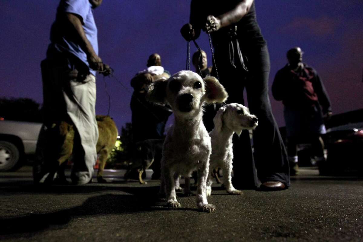 City to start lowcost spayneuter service at BARC clinic