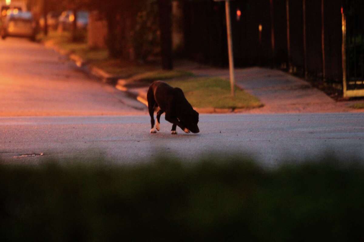 Houston and Harris County will be conducting a meeting next month to discuss the problem of stray animals. Click through to see more about the stray problem in the area.