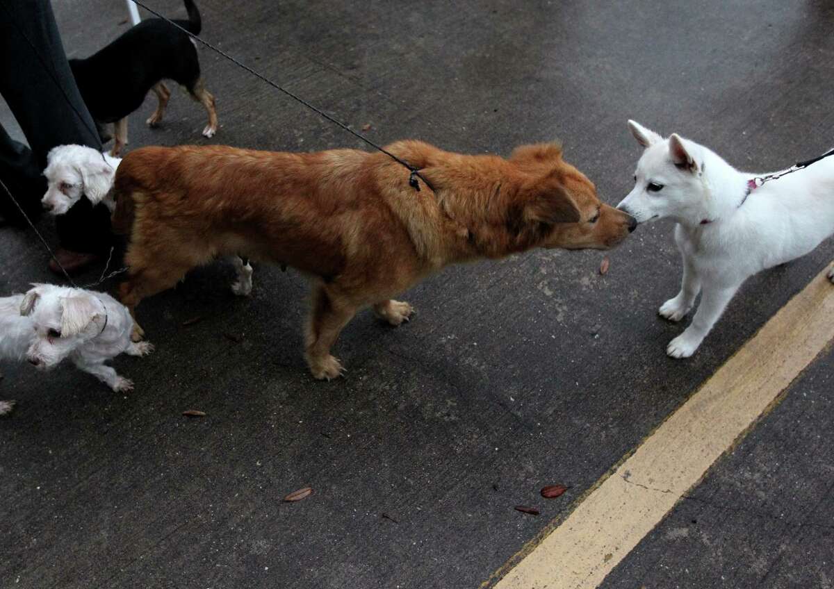 City to start lowcost spayneuter service at BARC clinic