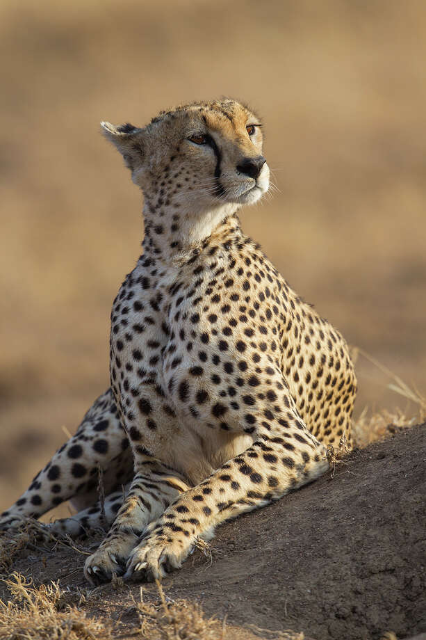 Cheetahs earn their nickname 'greyhounds of the desert' - Houston Chronicle