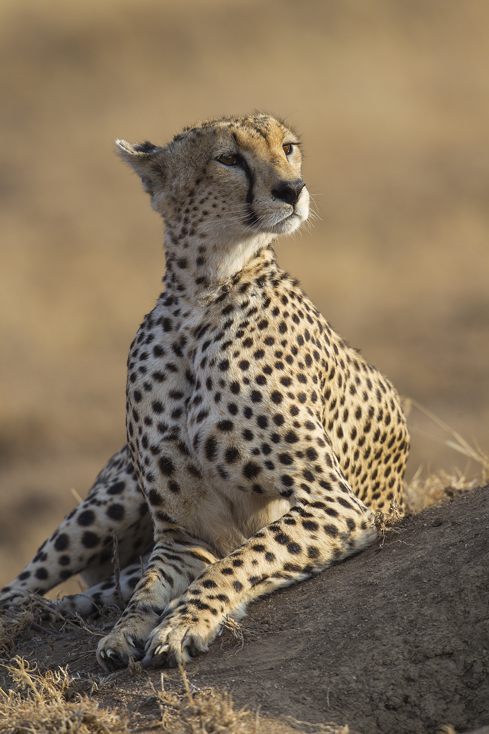 cheetah tevas