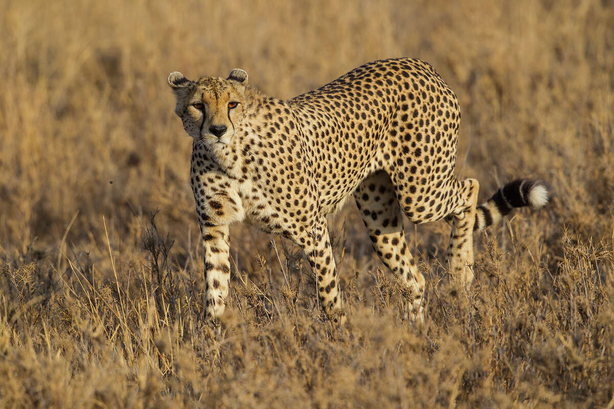 Cheetahs earn their nickname 'greyhounds of the desert'
