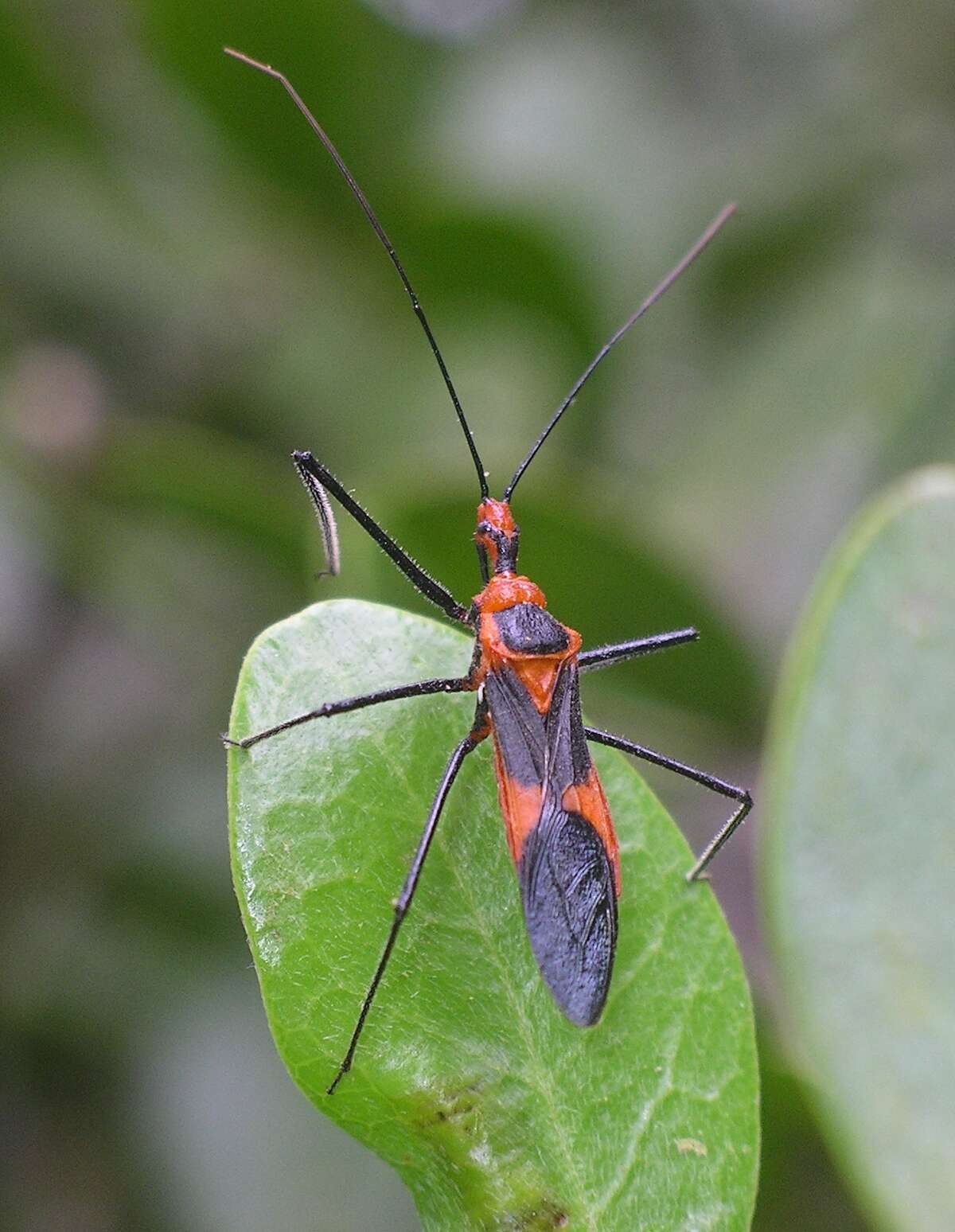 Adult assassin bug, Zelus longipes