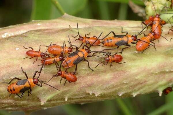 Monarch butterflies depend on the milkweed to survive, but other ...