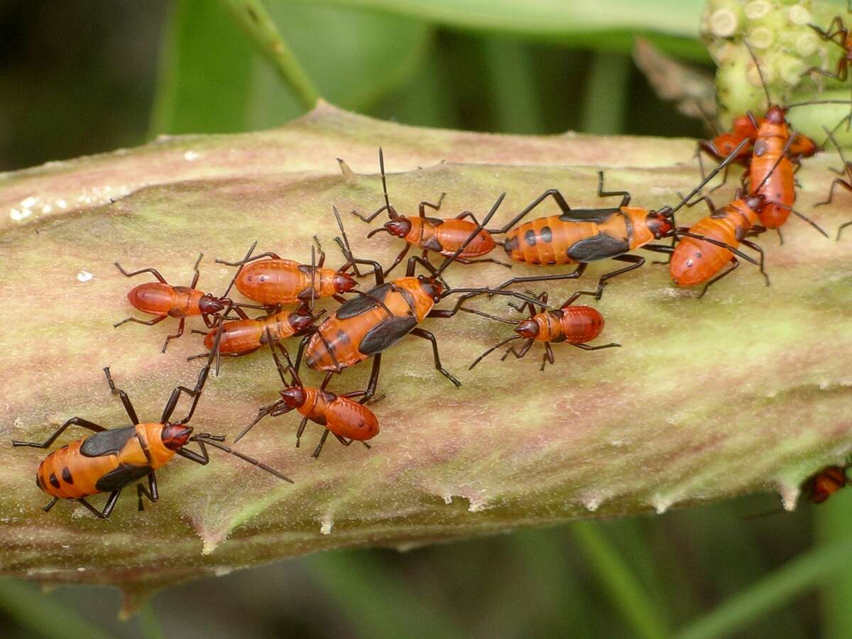 Monarch butterflies depend on the milkweed to survive, but other ...