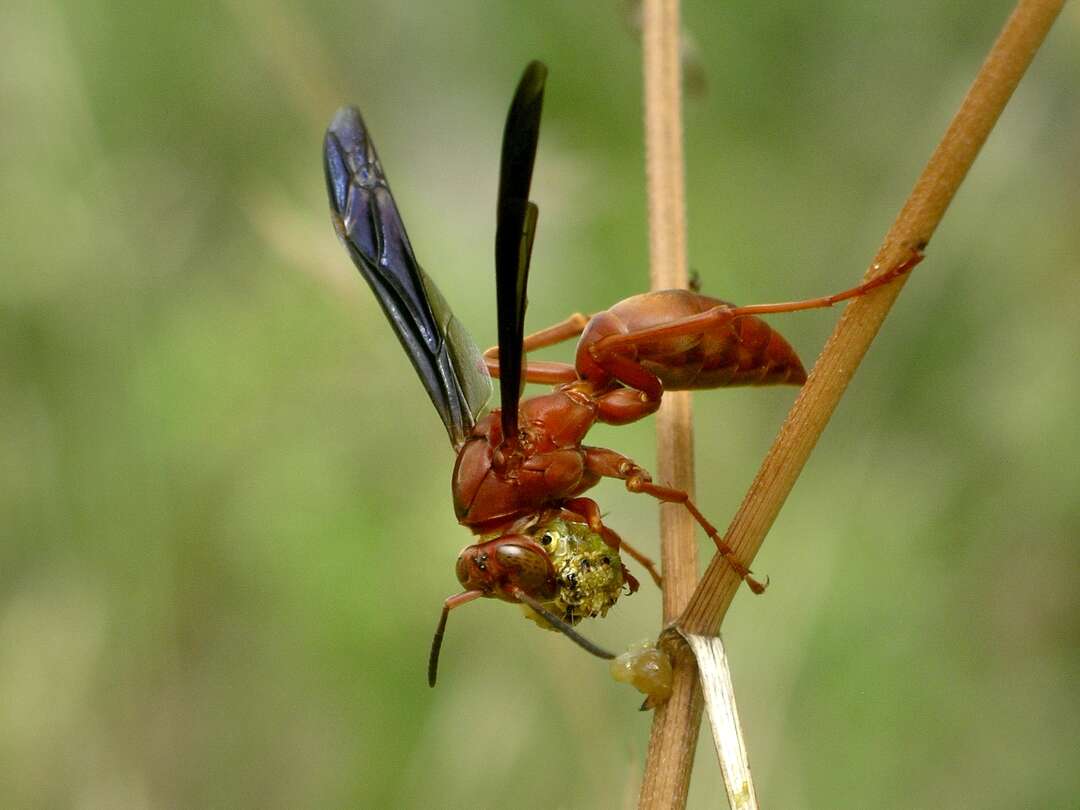 Monarch butterflies depend on the milkweed to survive, but other ...