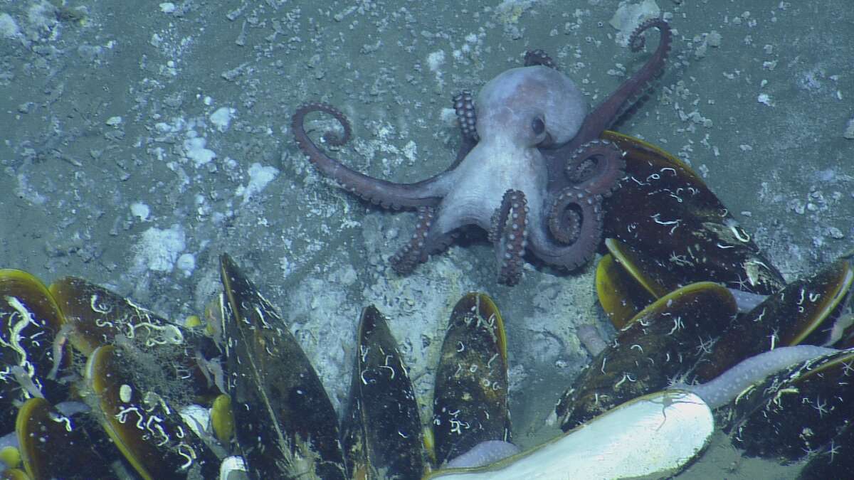 The giant mussels dwarfed this octopus. The methane gas which seeps out of the volcano means huge communities of bacteria can grow, ideal food for the mussels to grow BIG.