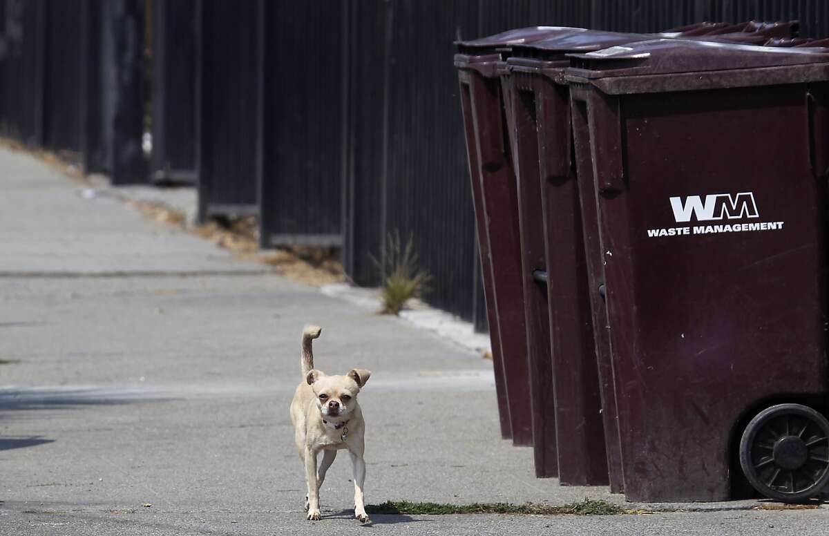 A stray chihuahua roams through a neighborhood unattended in Oakland, Calif. on Friday, Sept. 19, 2014. A growing population of stray chihuahuas are roaming throughout the city.