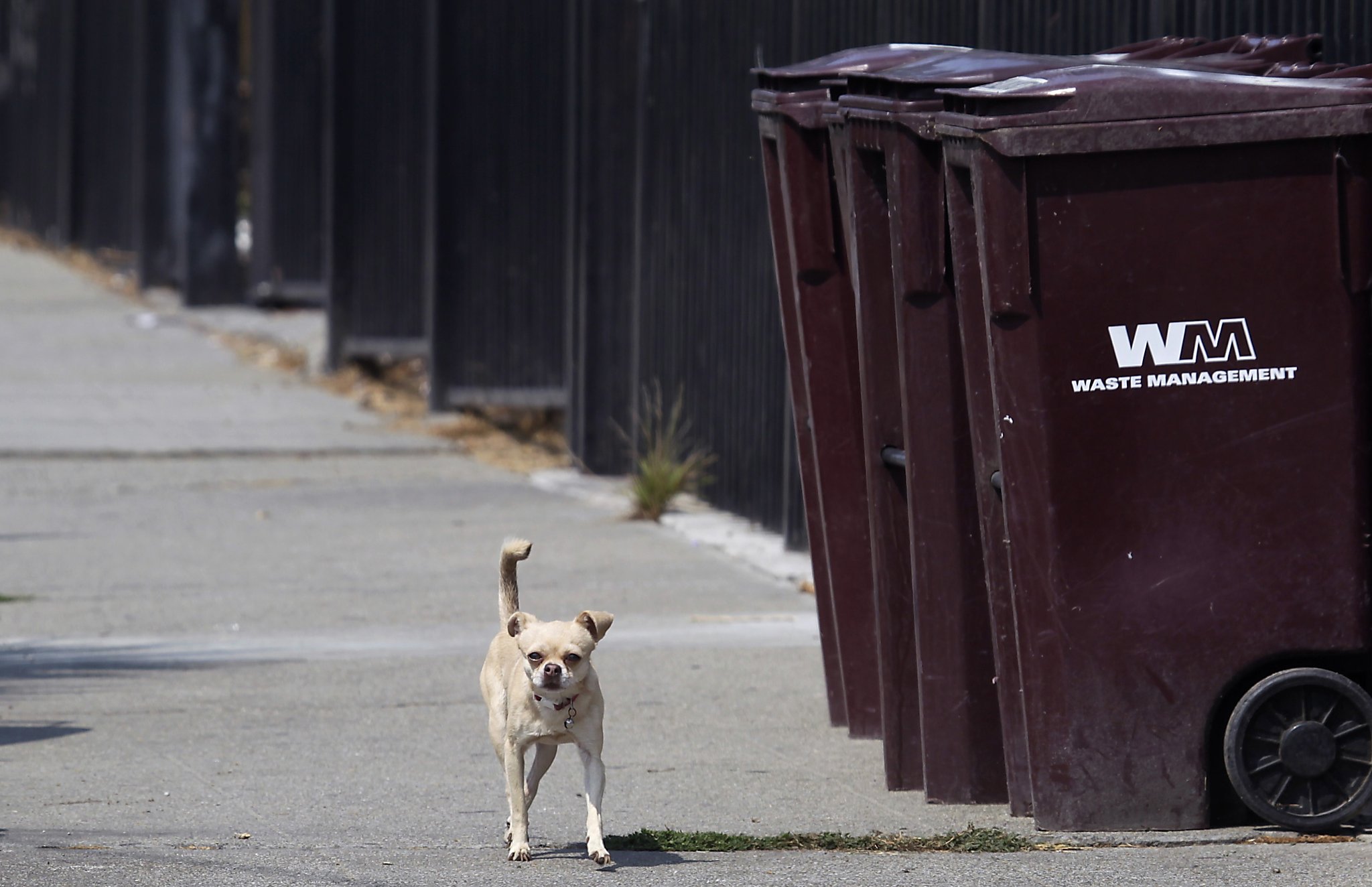 why are there so many stray chihuahuas